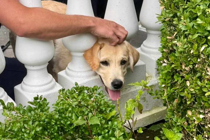 Dog, Stuck Playing Fetch with Owner, Had Sweet Reaction After Rescue (Exclusive)