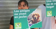 Van por erradicar exhibición de animales de compañía en comercios de CDMX