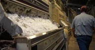 Local farmers celebrate exceptional cotton harvest after challenging start