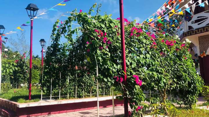 Bugambilia transforma los arcos del parque de la colonia Pescadores en un espectáculo natural