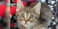Danville Rescue asking for people to foster pets