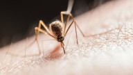 Hong Kong descarta la idea de utilizar mosquitos mutantes: los expertos tachan de inútil la estrategia contra el chikungunya