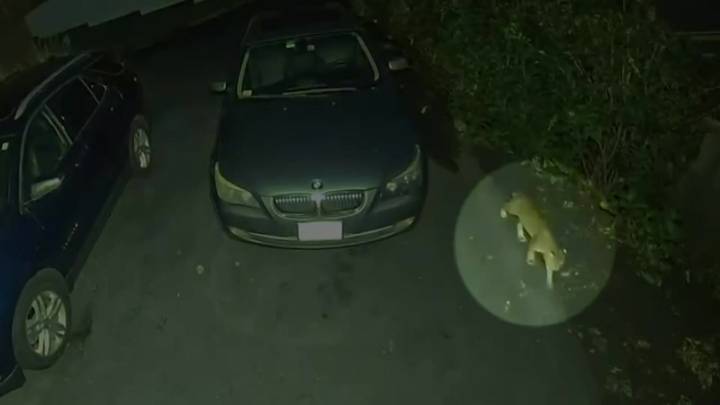 Neighbors on edge after bobcat spotted in Woburn