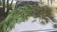 Aseguran cuatro plantas de marihuana en Moyotzingo
