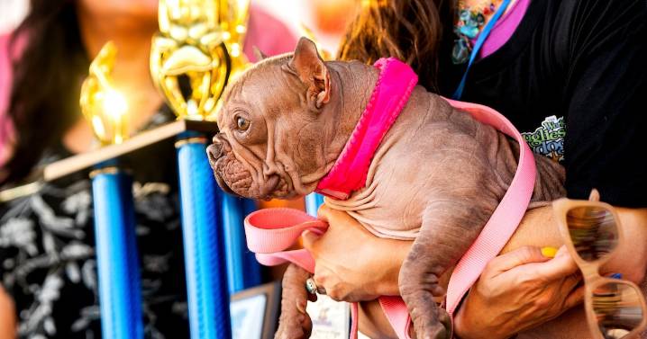 Meet the world's ugliest dog. And prepare to fall in love