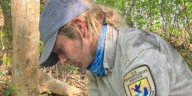 Wild pups’ birth marks milestone in NC Red Wolf recovery, officials say