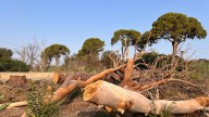 Denuncian la muerte del 70% de los pinos centenarios de Churra, en la huerta de Murcia