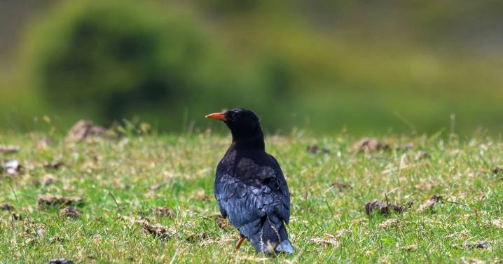 Rare bird returns to Kent after more than 200 years of extinction