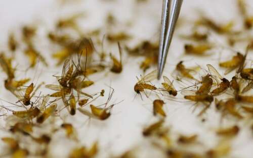 West Nile virus found in Naperville mosquito traps