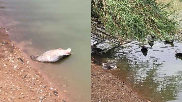 Denuncian la aparición de gansos muertos en el Parque del Tamarguillo