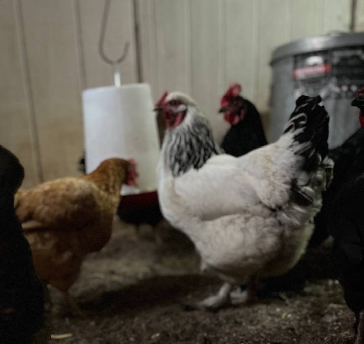 Backyard chicken issue ruffling feathers in Beverly Hills