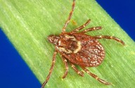 Quebec reports first case of tick-borne Rocky Mountain spotted fever
