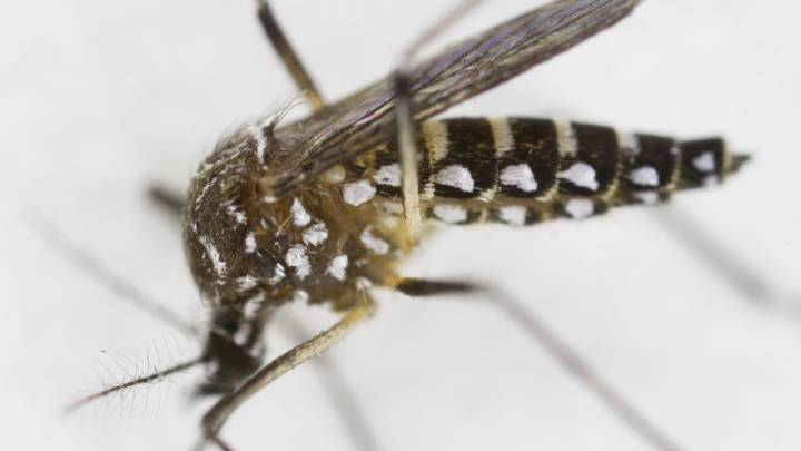 UF/IFAS experts break down buzz on myth of mosquito