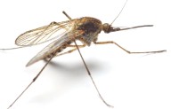 WA malaria case prompts further study of region’s mosquitoes