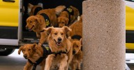 Hertz Brings Golden Retriever ‘Gold Squad’ to Airports Nationwide