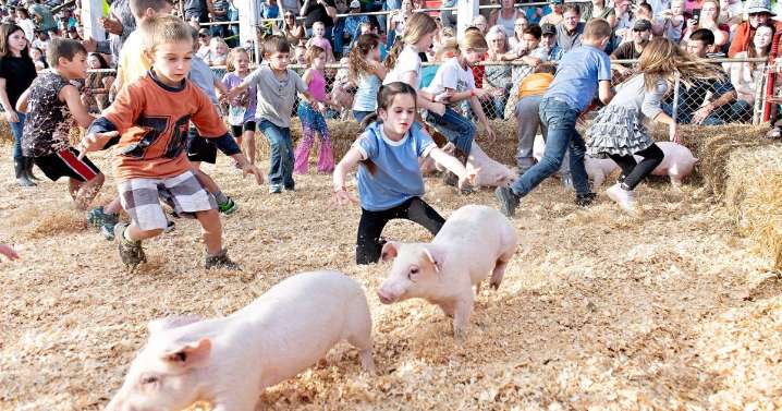 Shenandoah County Fair PIg Scramble