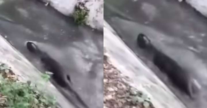 Avistan nutria en la Samaria, su vida corre peligro y Cortolima no la quiere salvar