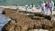 El alga asiática llega a Cantabria: recogidas 2.000 toneladas en Noja en tres días