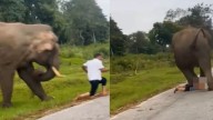 Turista es perseguido y pisoteado por un elefante tras intentar tomarse una ‘selfie’; conozca cuál será la consecuencia