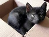 Meet Steve: He's a CT kitten who needs a good home