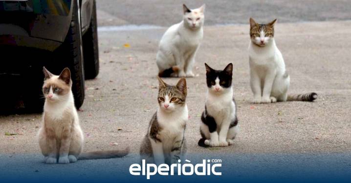 Benidorm destina 20.000 euros para la campaña de esterilización de colonias urbanas de gatos