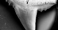 Climate change causing sharks to lose their deadly bites