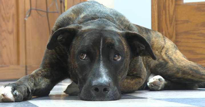 PHARM gets service dog for farmer in need