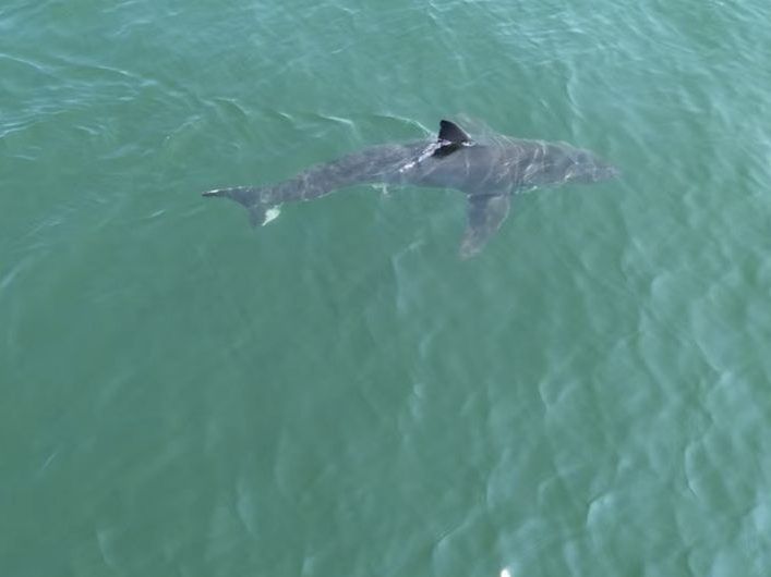 Great white sharks are going north. Here’s what the numbers say