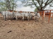 Fue recuperado ganado que había sido hurtado en Casanare