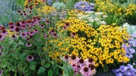 15 Perennials You Should Prune In August To Enjoy Another Wave Of Blooms