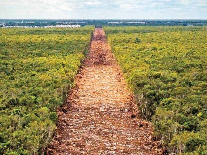 Incluirán la Selva Maya en objetivos de COP