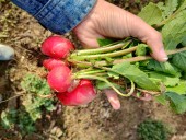 El traspatio: motor de transformación de la agricultura familiar. Por Rafael Lindemann,  investigador principal Rimisp