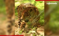 En 6 años, creció 10% la población de jaguares; suman 5 mil 326: informe