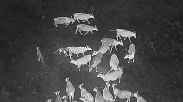 Drones blasting AC/DC and Scarlett Johannson are helping biologists protect cattle from wolves