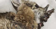 'Frankenstein bunnies' spotted in Colorado