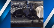 K9 Poncho in Energy to receive protective vest from charity group