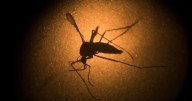 Confirman cinco casos importados de dengue en BC