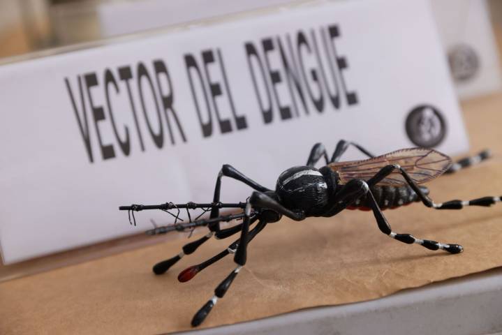 Minsa liberará zancudos “Wolbachia” para combatir el dengue en Lima Norte ¿cómo trabajan?