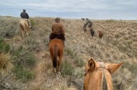 Un productor de Santa Isabel tuvo que arrear sus vacas 10 kilómetros: pidió por caminos y acueductos