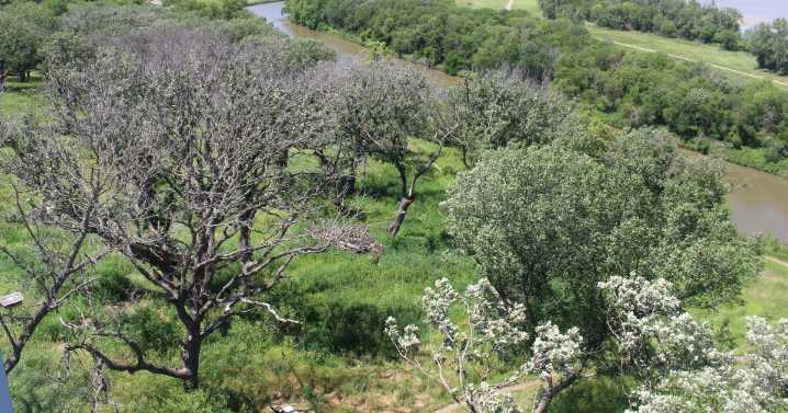 Drought is killing off giant oak trees, the 'King of the Great Plains'