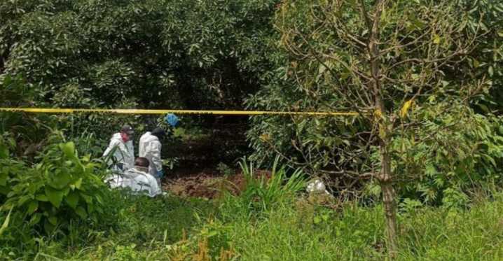 En huerto de aguacates de Nayarit dos cuerpos son localizados en una fosa clandestina