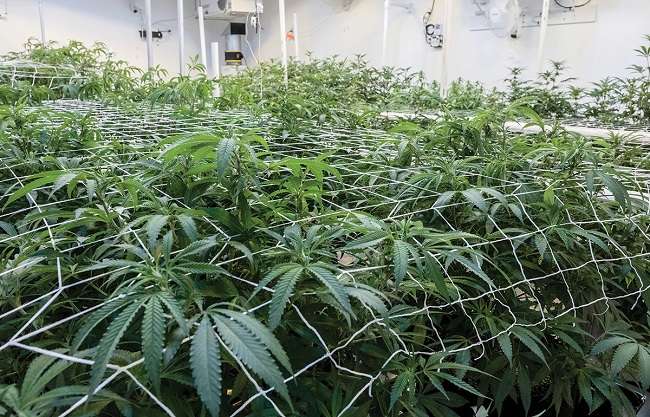 Cannabis Commission opens Social Equity applicant certification portal