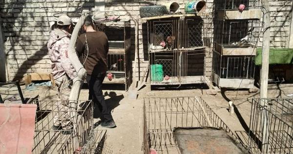Golpe al tráfico de fauna: secuestran aves, reptiles y droga en San Juan