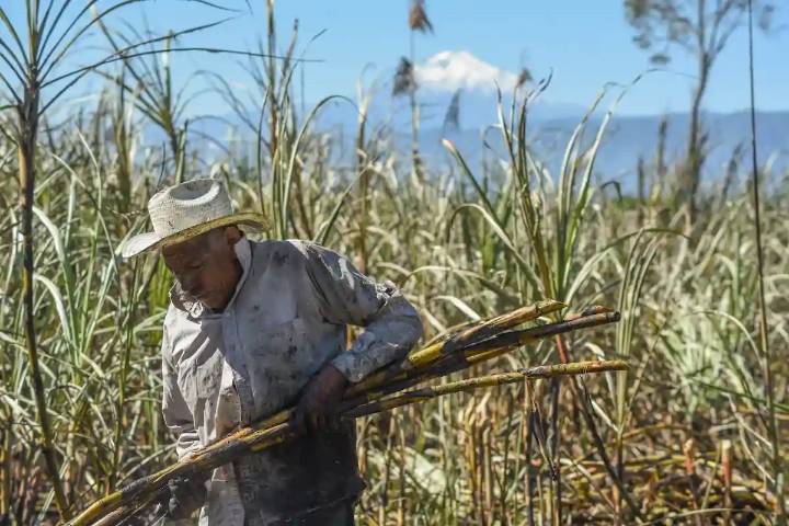Productores veracruzanos beneficiados por eliminación temporal de importación de azúcar