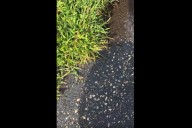 Woman Goes on Walk in Minnesota, Shock at What She Finds: 'What Is Going On?'
