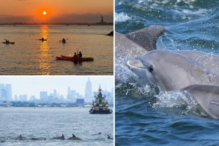 Exclusive | Bottlenose dolphin sightings in NYC thrill lucky viewers