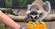 World's oldest lemur dies in Scotland aged 39 just months after milestone birthday