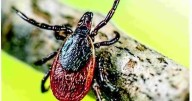 Tick-borne disease that struck a star shows importance of vigilance