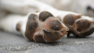 Perro maltratado por Policía Auxiliar es localizado; recibe atención veterinaria