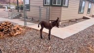 Needles community works together to save abandoned baby donkey